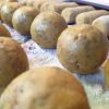 Bitterballen - Afbeelding 2